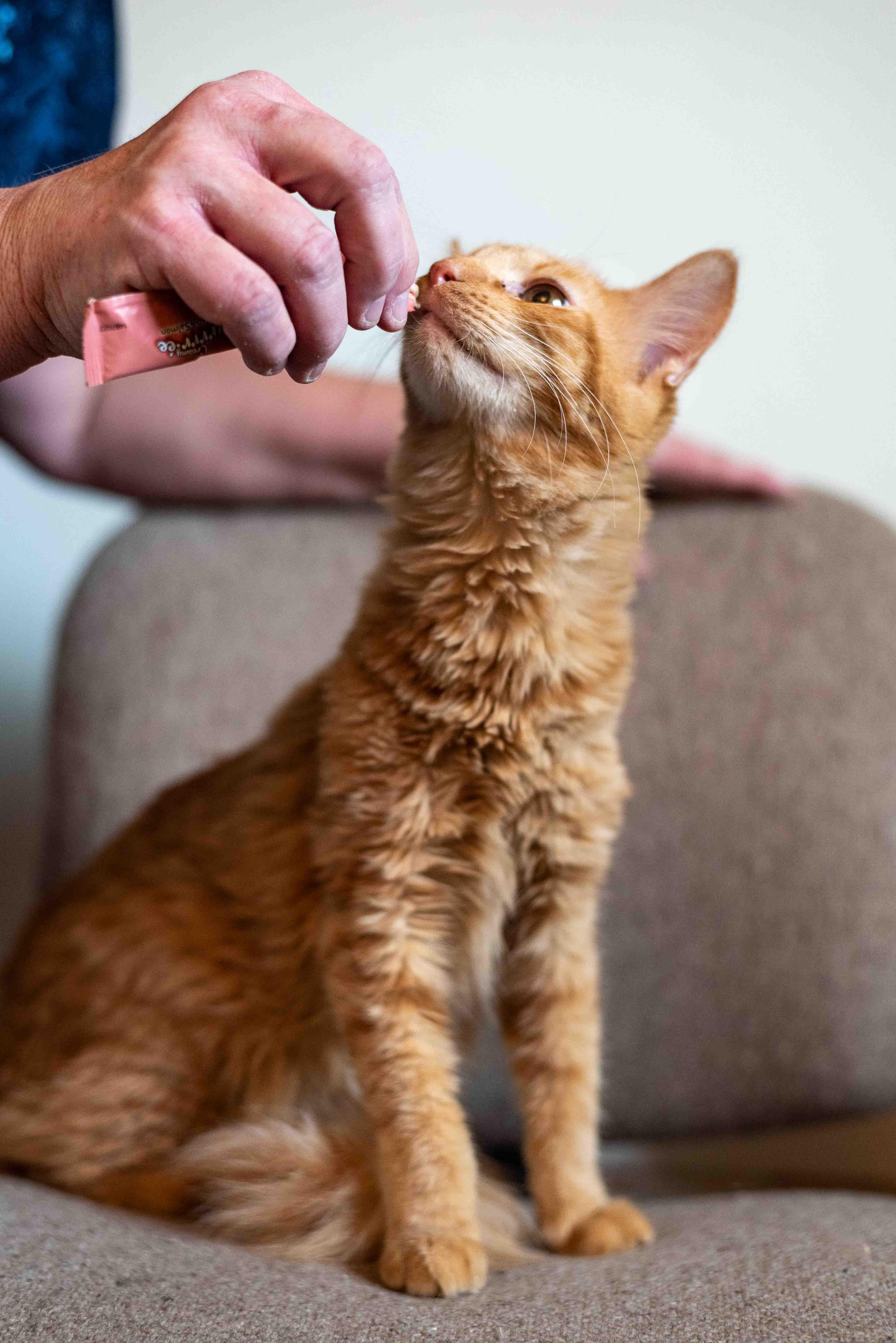 Enlarge Velcro, a ADOPTABLE Domestic Medium Hair in Colorado Springs, CO image 2/5