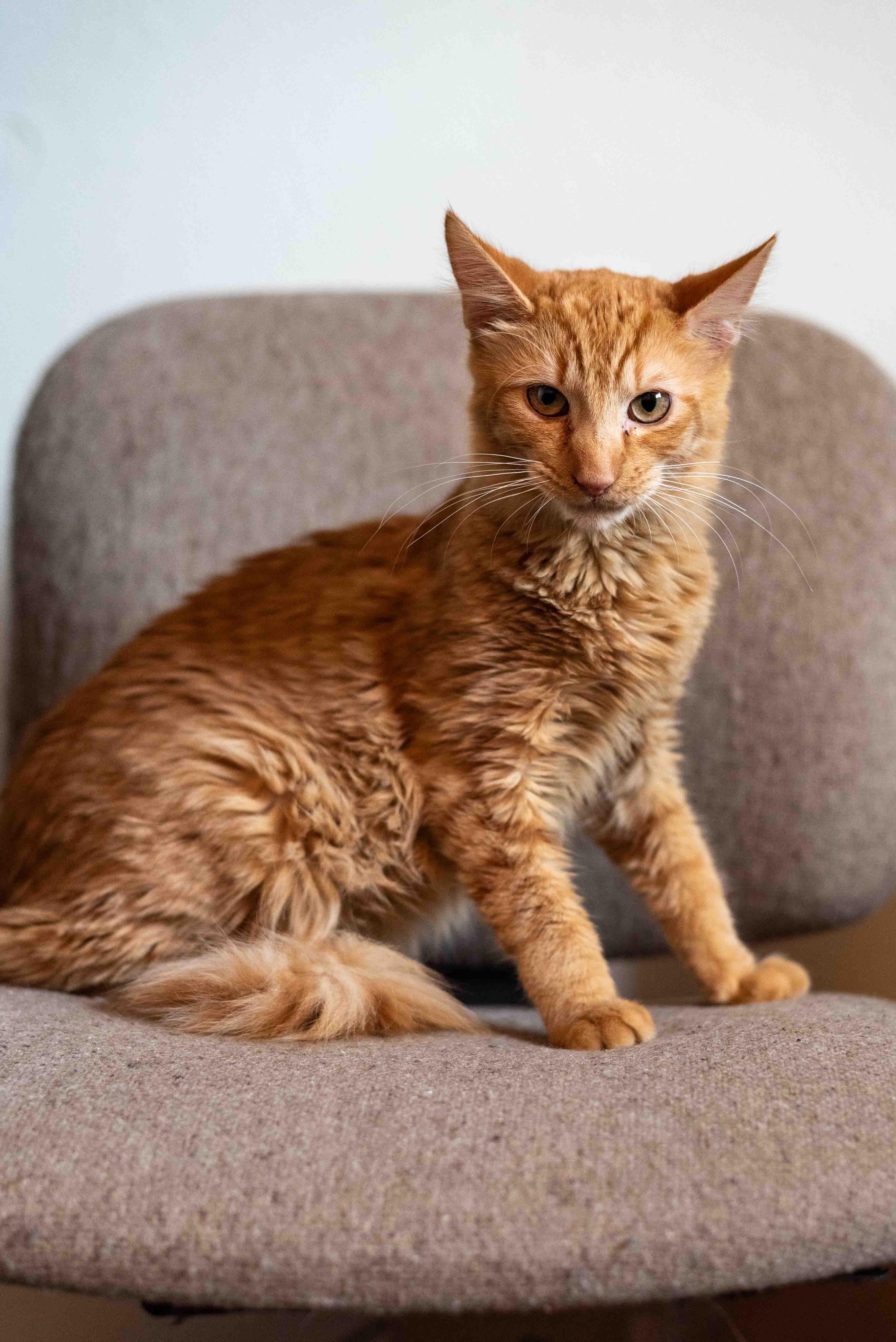 Enlarge Velcro, a ADOPTABLE Domestic Medium Hair in Colorado Springs, CO image 4/5