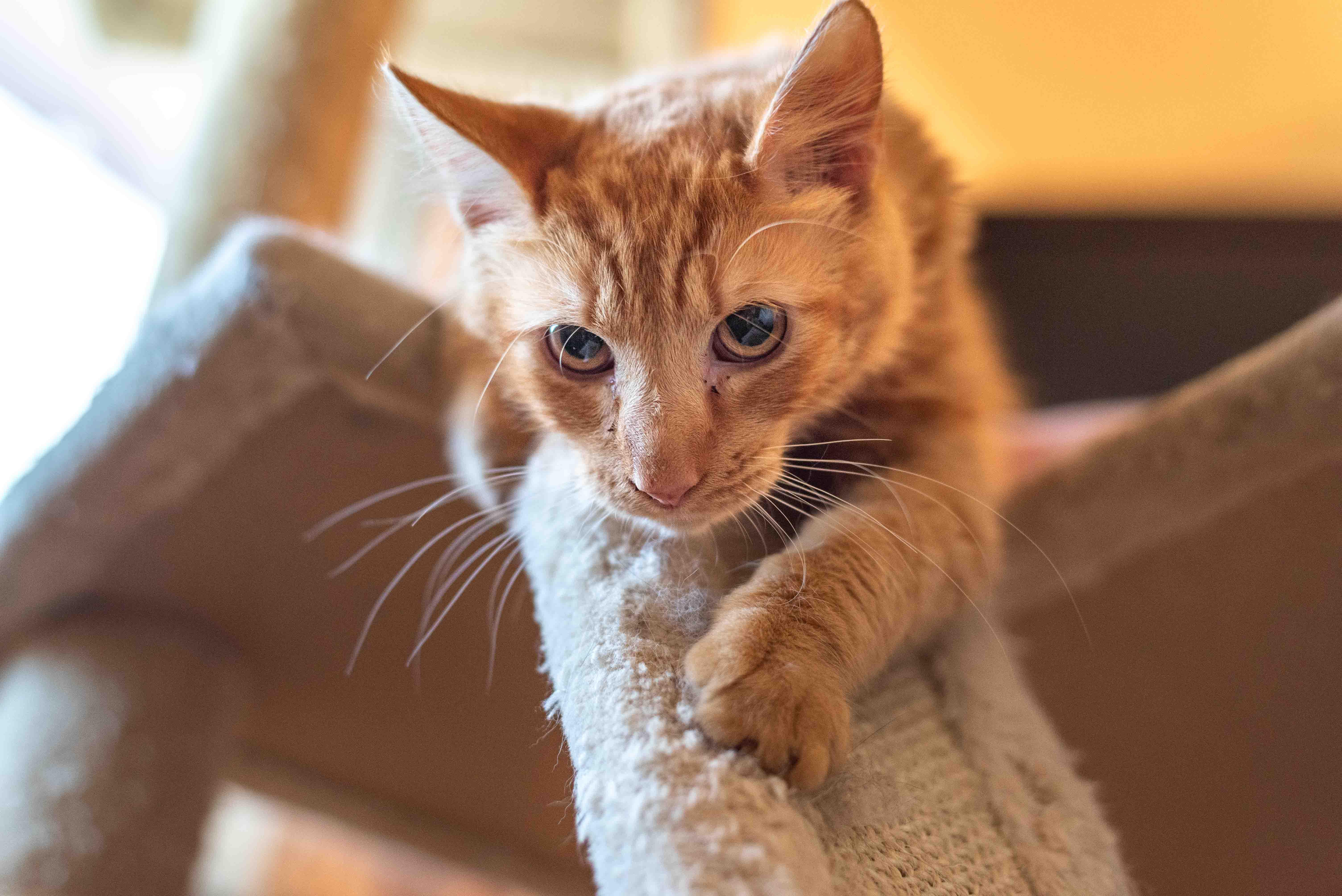 Enlarge Velcro, a ADOPTABLE Domestic Medium Hair in Colorado Springs, CO image 5/5