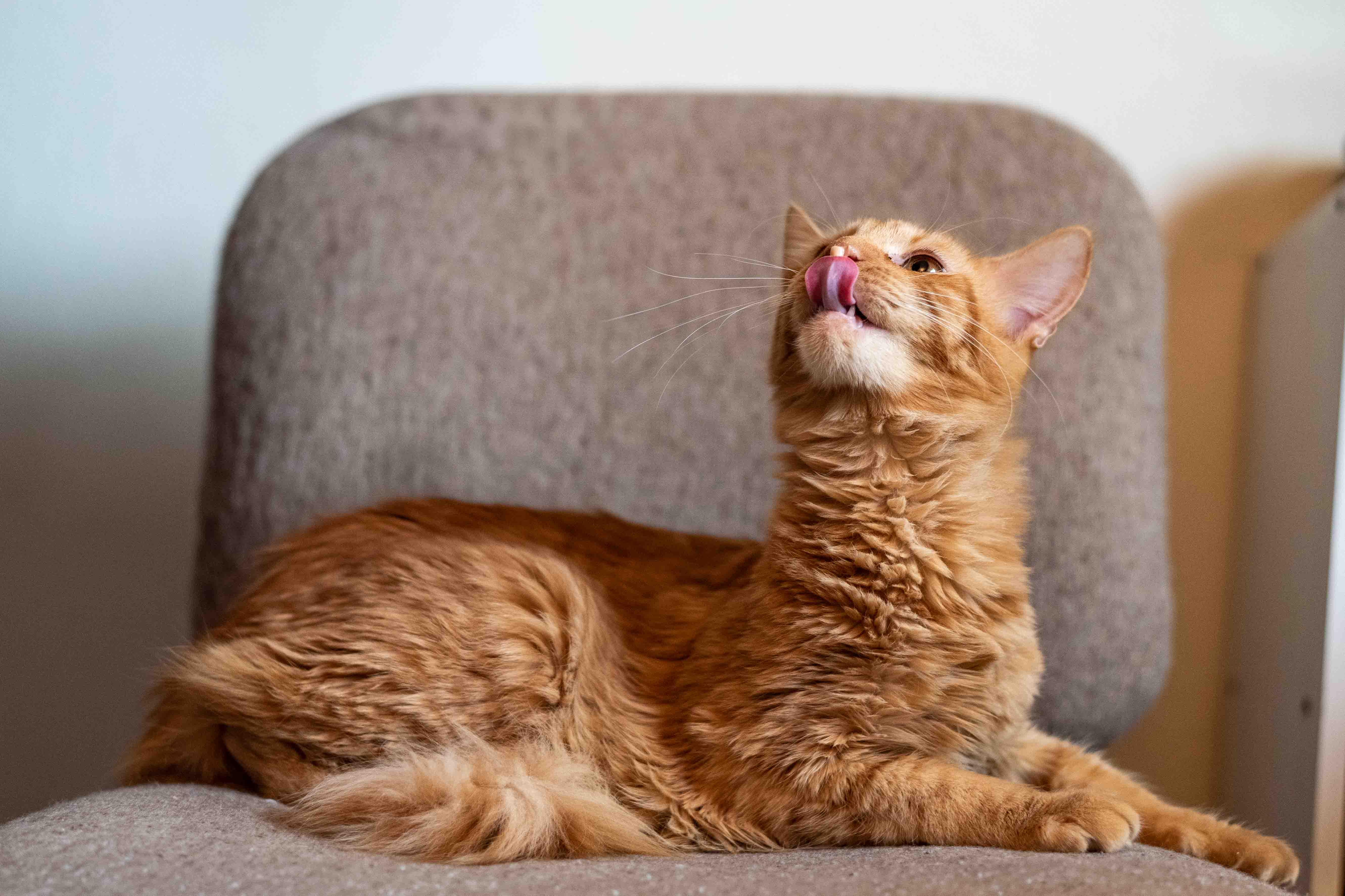 Enlarge Velcro, a ADOPTABLE Domestic Medium Hair in Colorado Springs, CO image 3/5