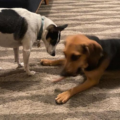 Dolly, Adoptable, Young Female Hound & Mixed Breed.