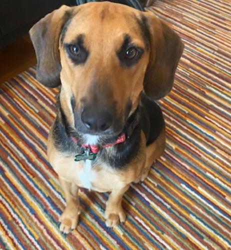 Enlarge Dolly, a Adoptable mixed breed in Washington, DC image 4/6