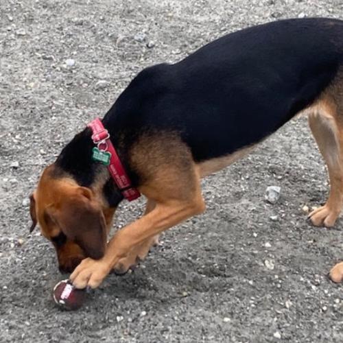 Enlarge Dolly, a Adoptable mixed breed in Washington, DC image 5/6