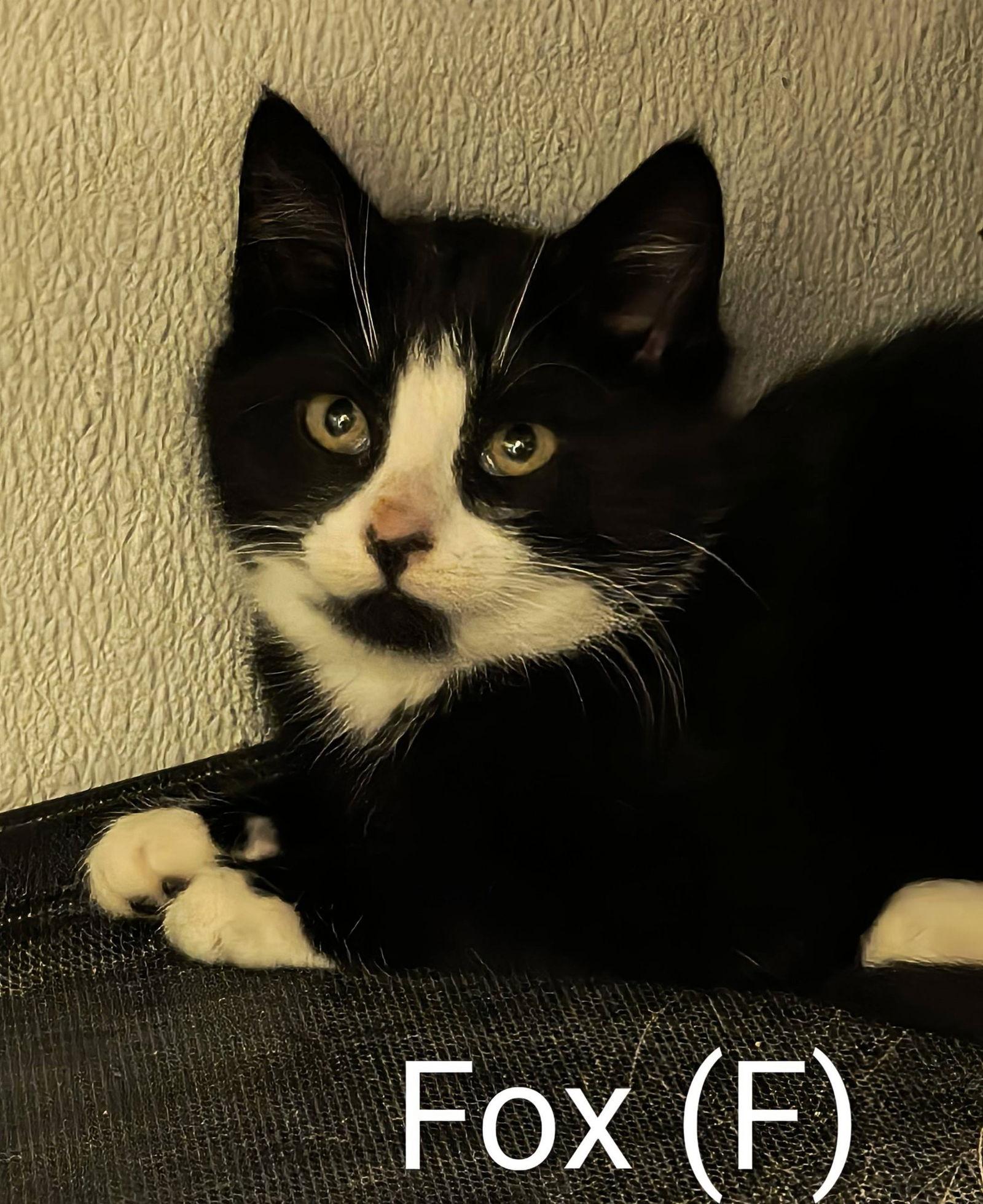 Fox, Adoptable, Kitten Female Domestic Short Hair.