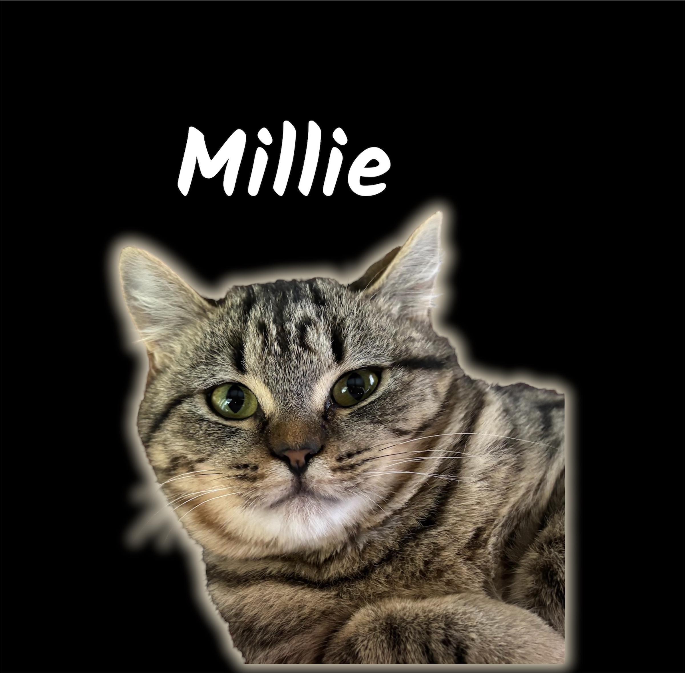 Enlarge Millie, an adopted Domestic Short Hair in Auburn, CA image 1/1