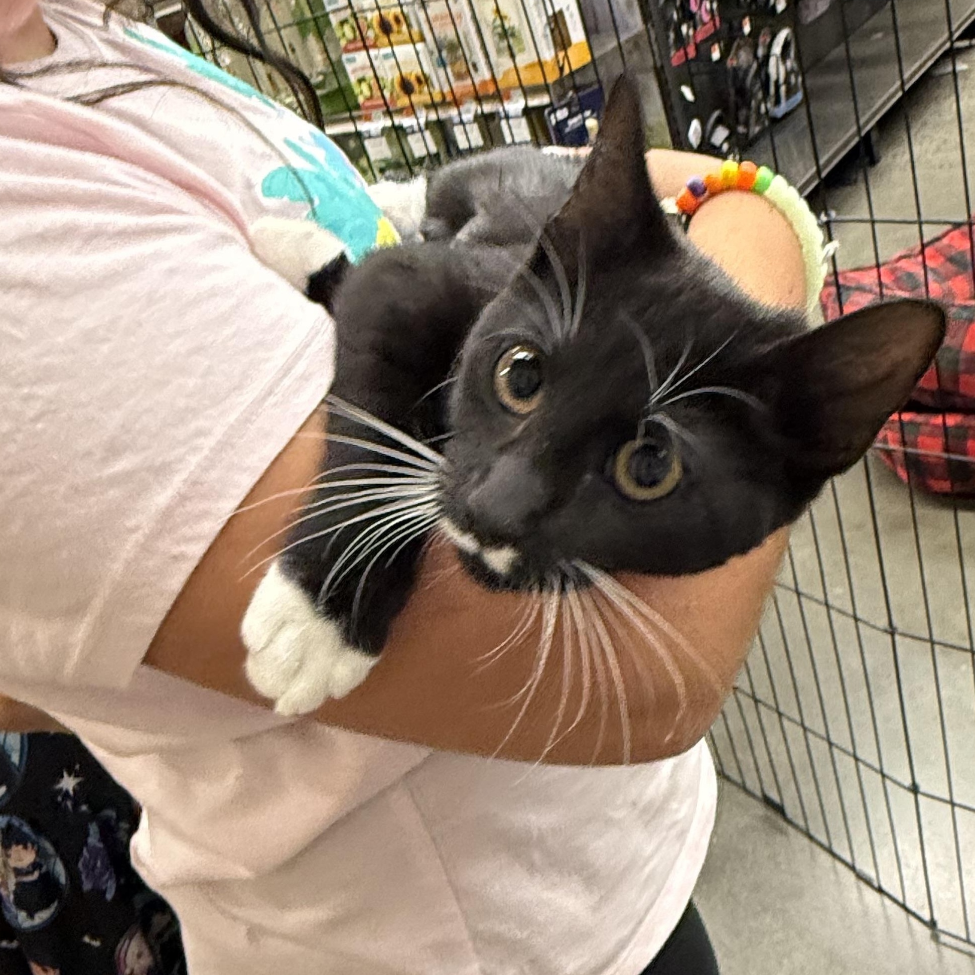 Enlarge Anna, a Adopted Domestic Short Hair in Old Bridge, NJ image 1/2