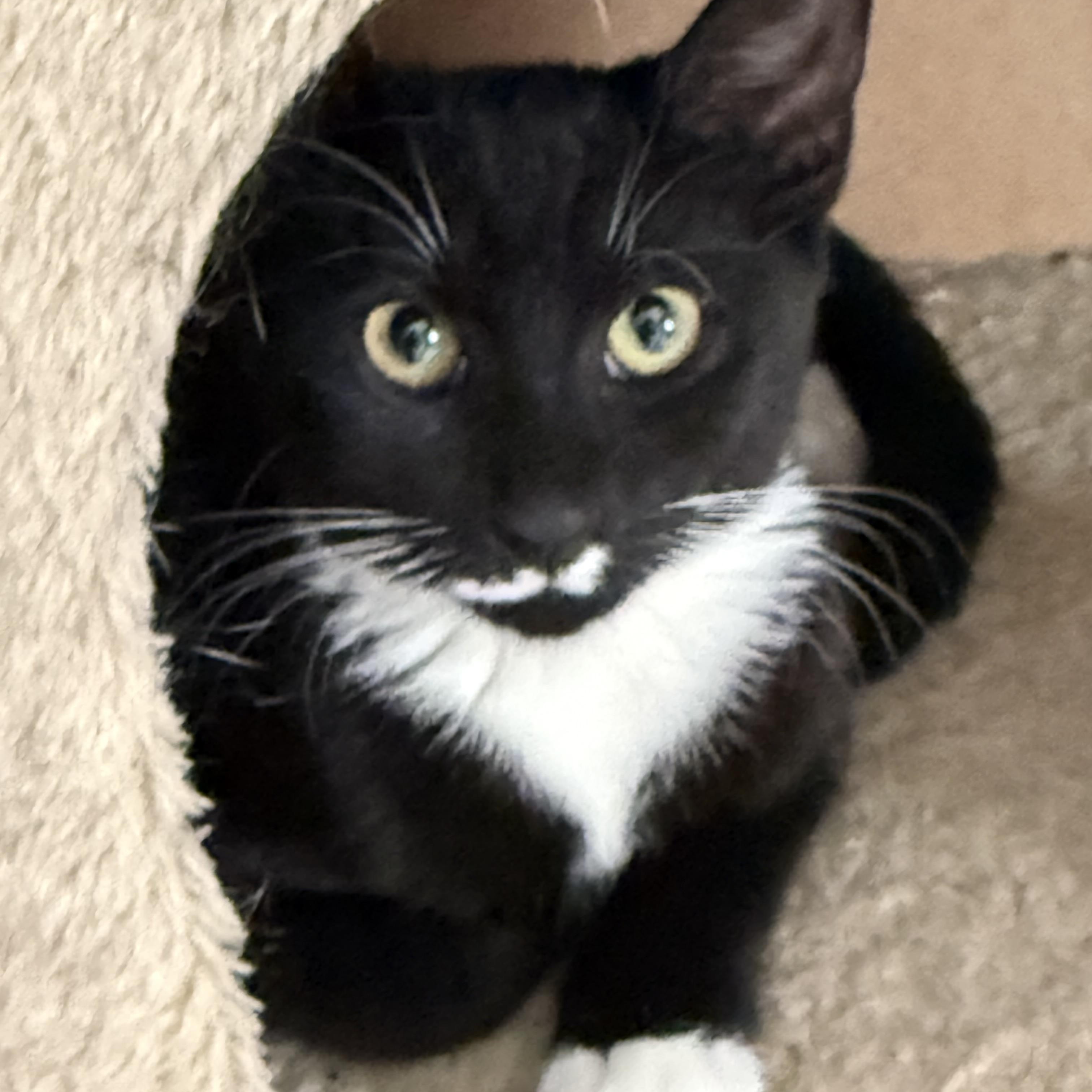 Enlarge Anna, a Adopted Domestic Short Hair in Old Bridge, NJ image 2/2