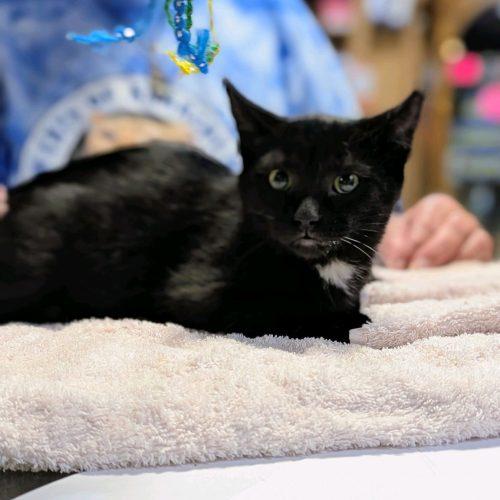 Enlarge Alfred, a Adoptable Domestic Short Hair in New Market, MN image 1/1