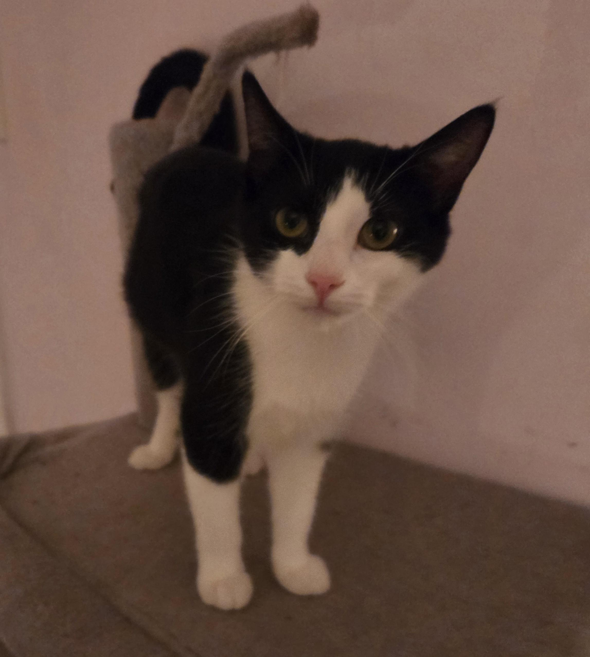 Pua, adopted, Kitten Female Domestic Short Hair.