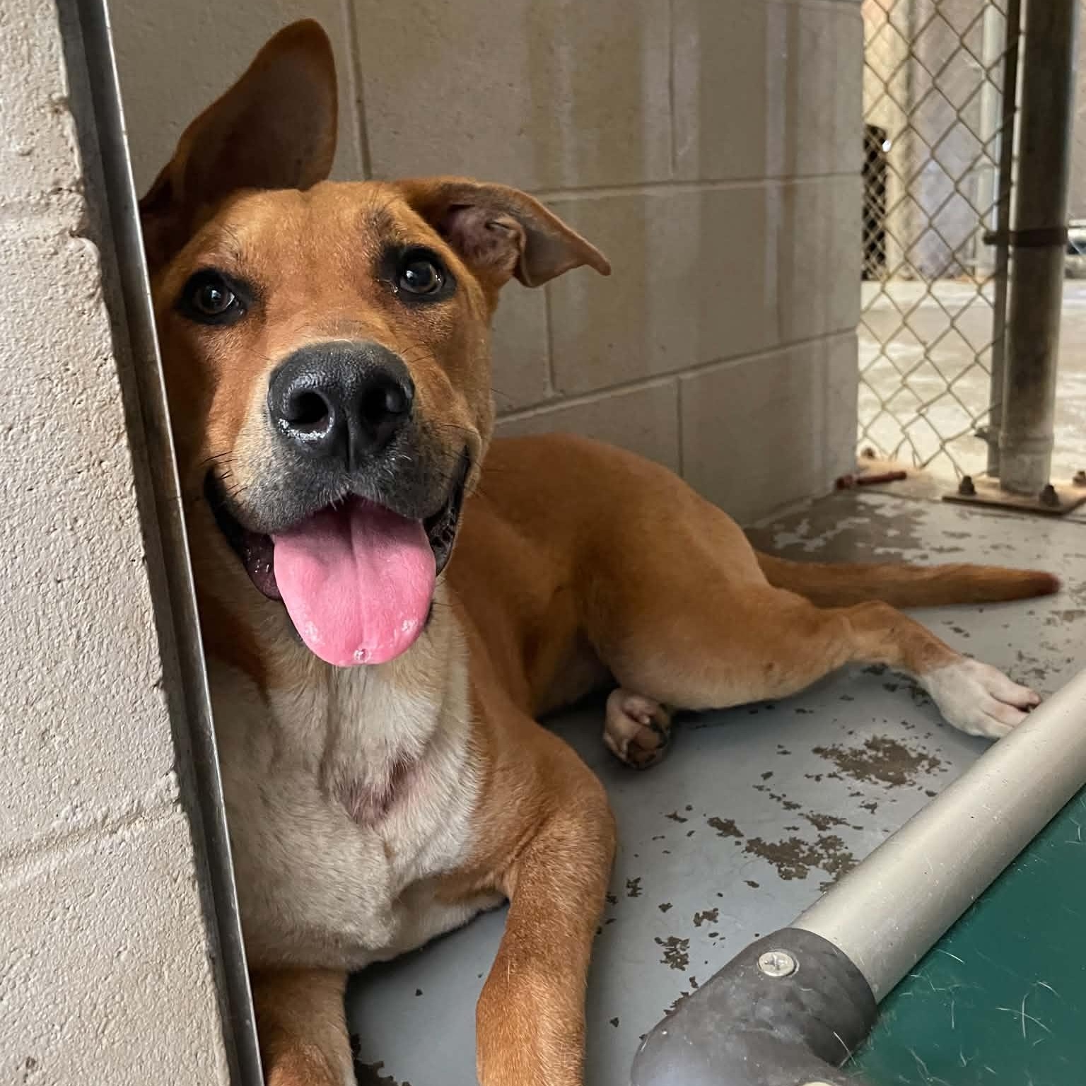 Enlarge Sally, a ADOPTABLE mixed breed in Bishopville, SC image 1/1