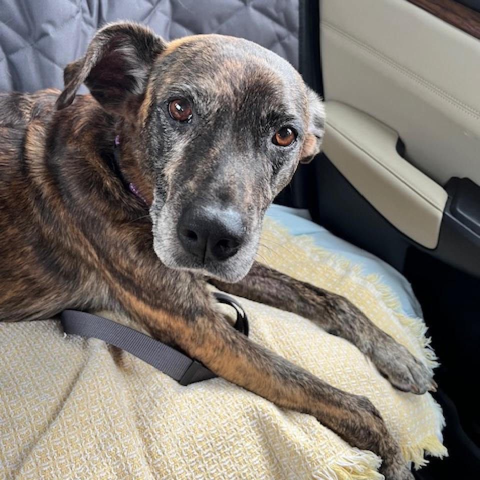 Enlarge Meili, a Adoptable mixed breed in Sarasota, FL image 1/6