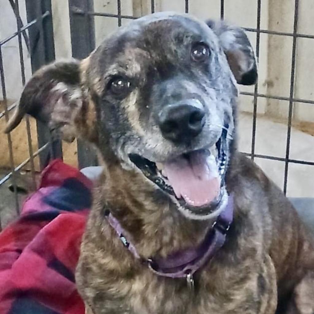 Enlarge Meili, a Adoptable mixed breed in Sarasota, FL image 2/6