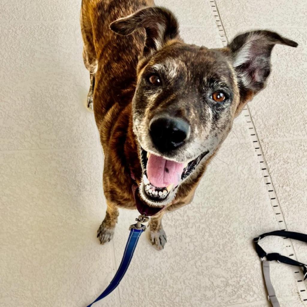 Enlarge Meili, a Adoptable mixed breed in Sarasota, FL image 4/6
