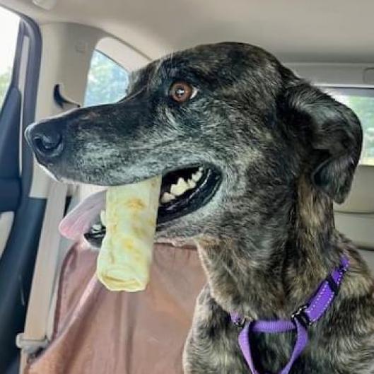 Enlarge Meili, a Adoptable mixed breed in Sarasota, FL image 5/6