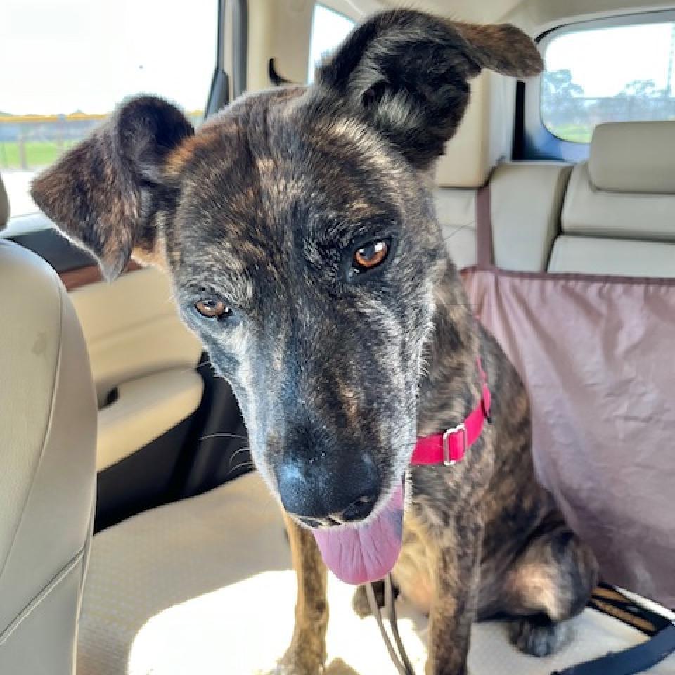 Enlarge Meili, a Adoptable mixed breed in Sarasota, FL image 6/6