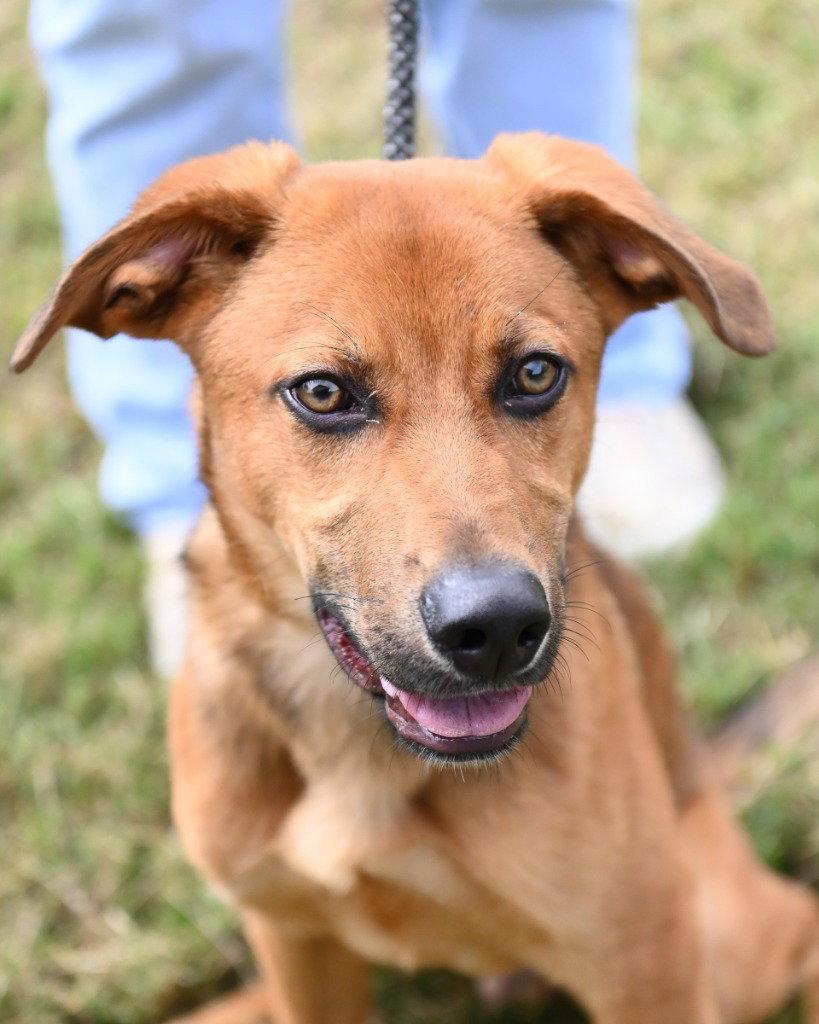 DA 45 Stitch, Adoptable, Puppy Male Terrier.