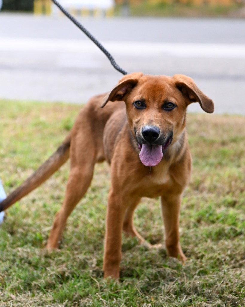 Enlarge DA 45 Stitch, a Adoptable Terrier in Glen Allen, VA image 2/3