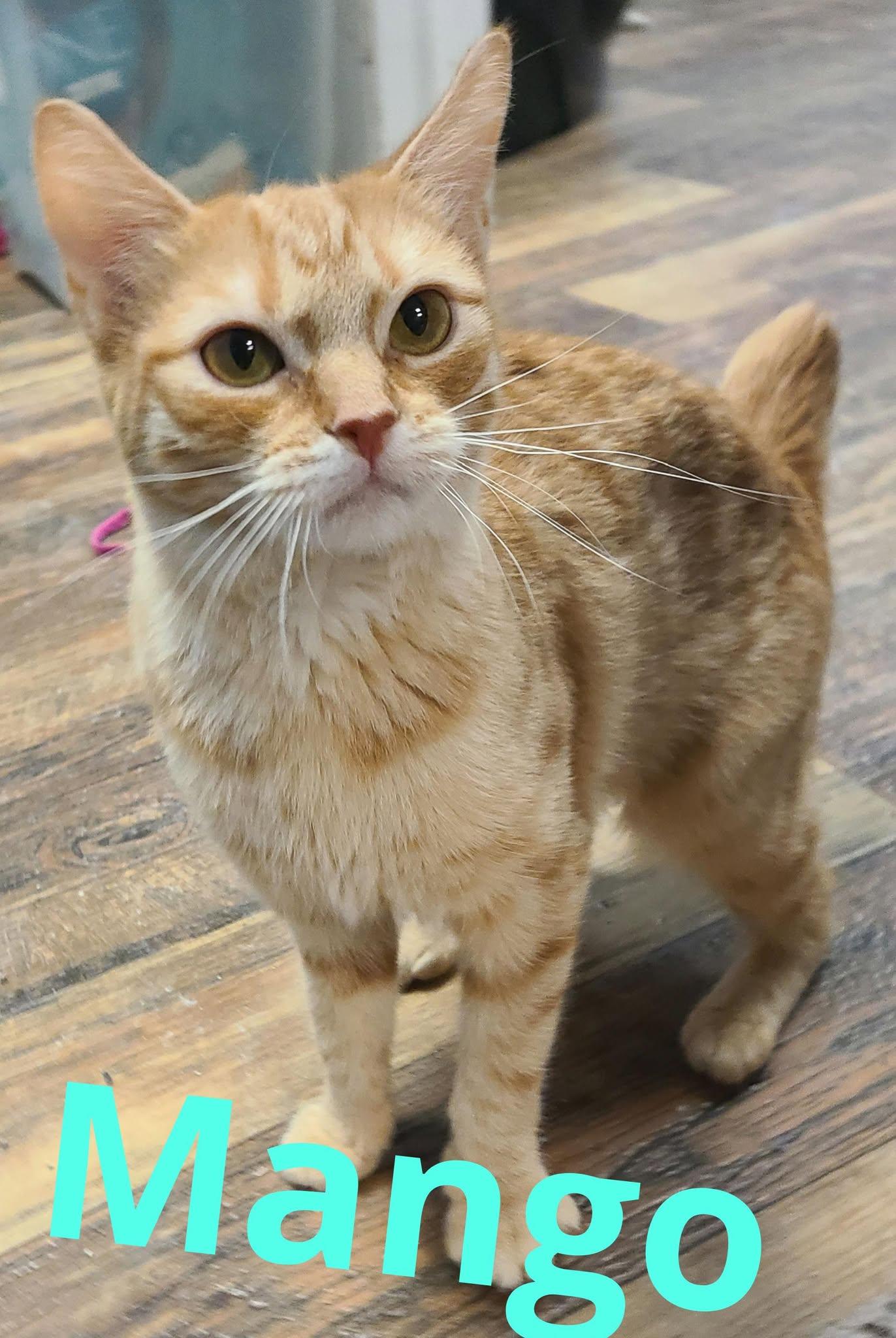 Mango, Adopted, Young Female Domestic Short Hair.