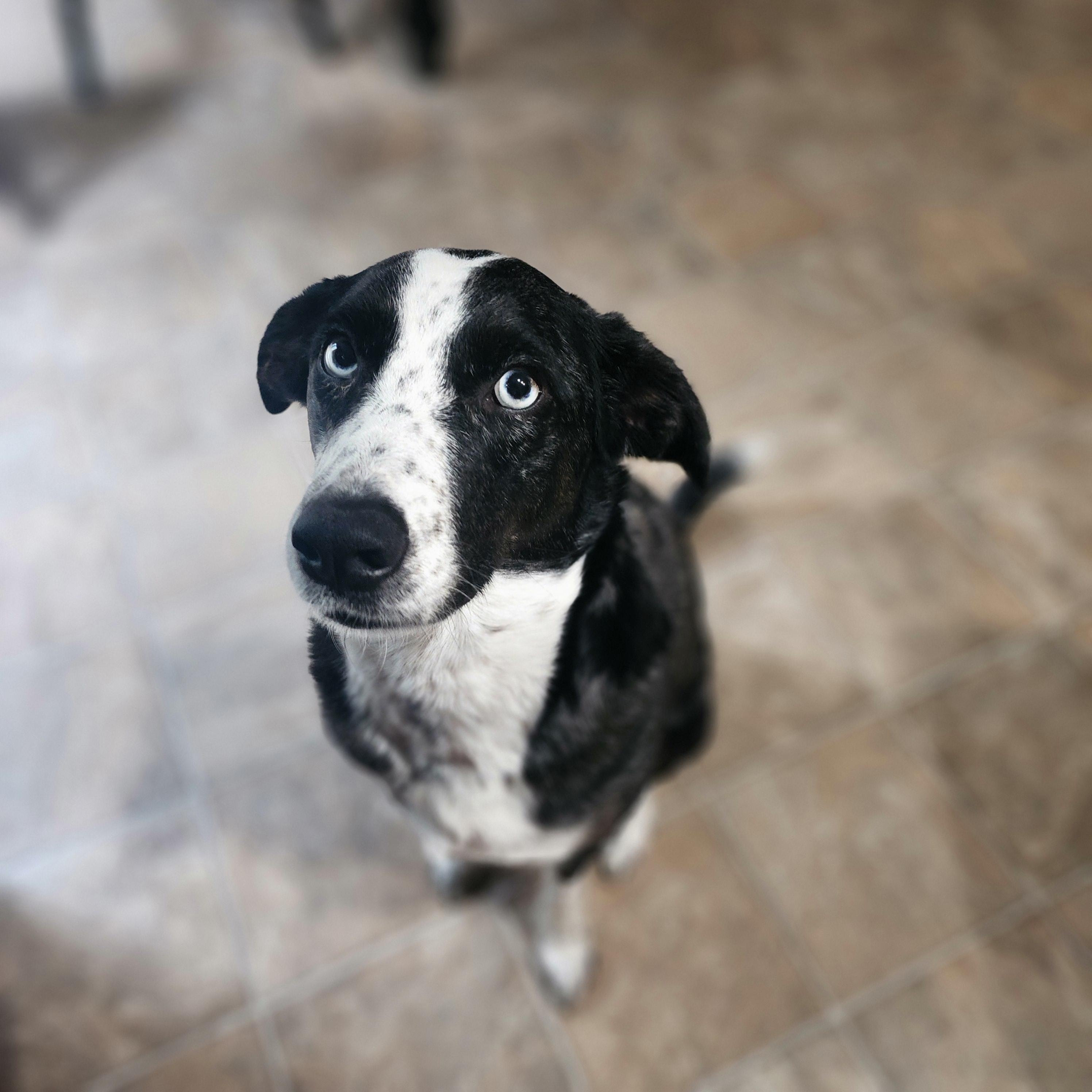 Enlarge Padme, a Adoptable mixed breed in Columbus, IN image 2/6