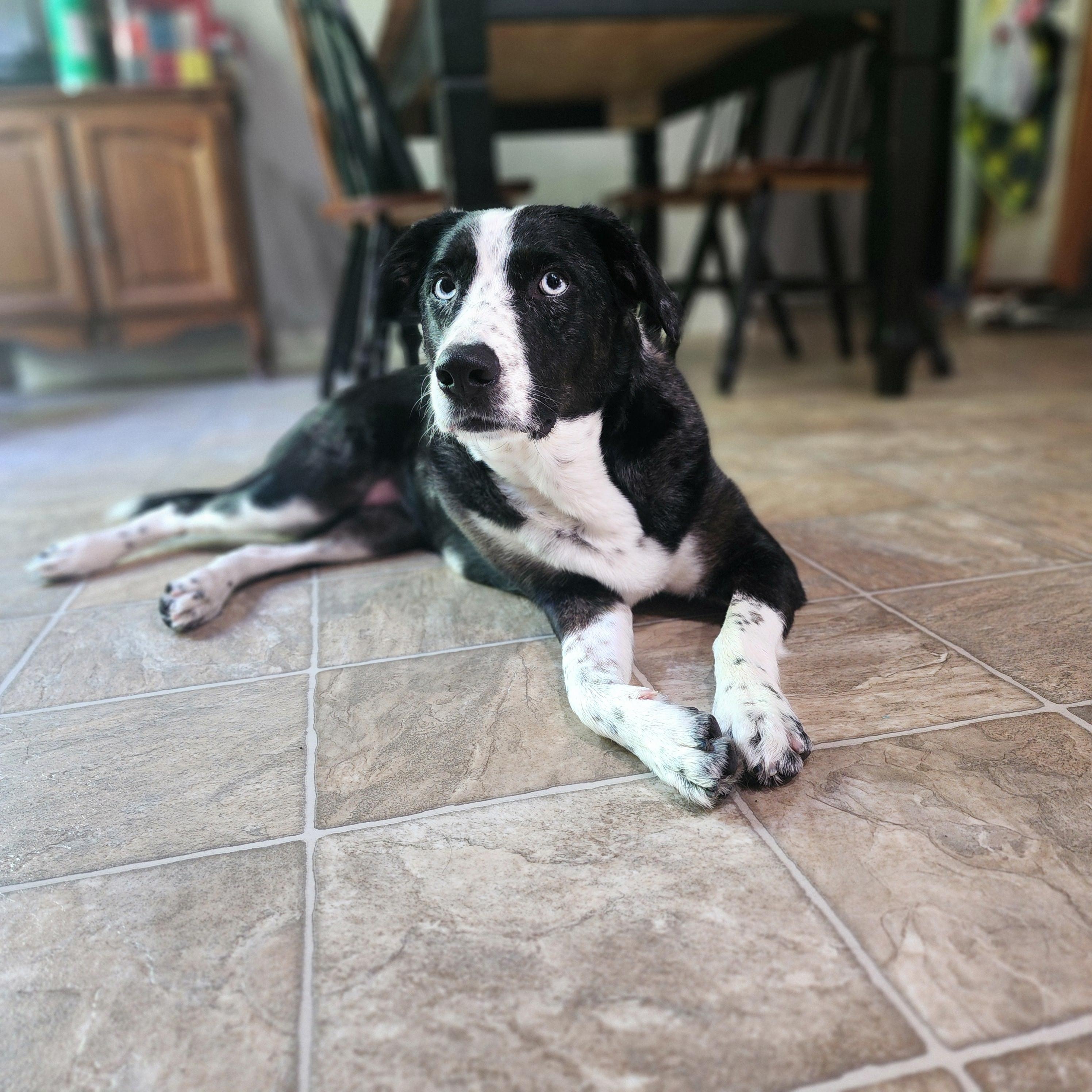 Enlarge Padme, a Adoptable mixed breed in Columbus, IN image 1/6