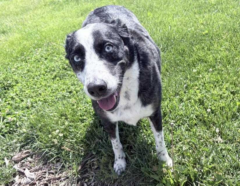 Padme, a ADOPTABLE mixed breed in Columbus, IN image 3/3