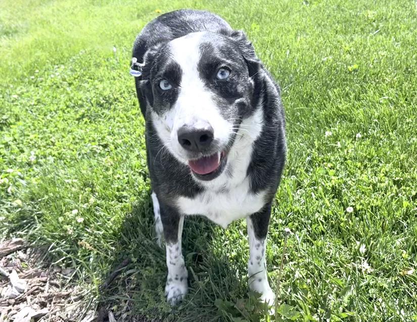 Padme, a ADOPTABLE mixed breed in Columbus, IN image 2/3