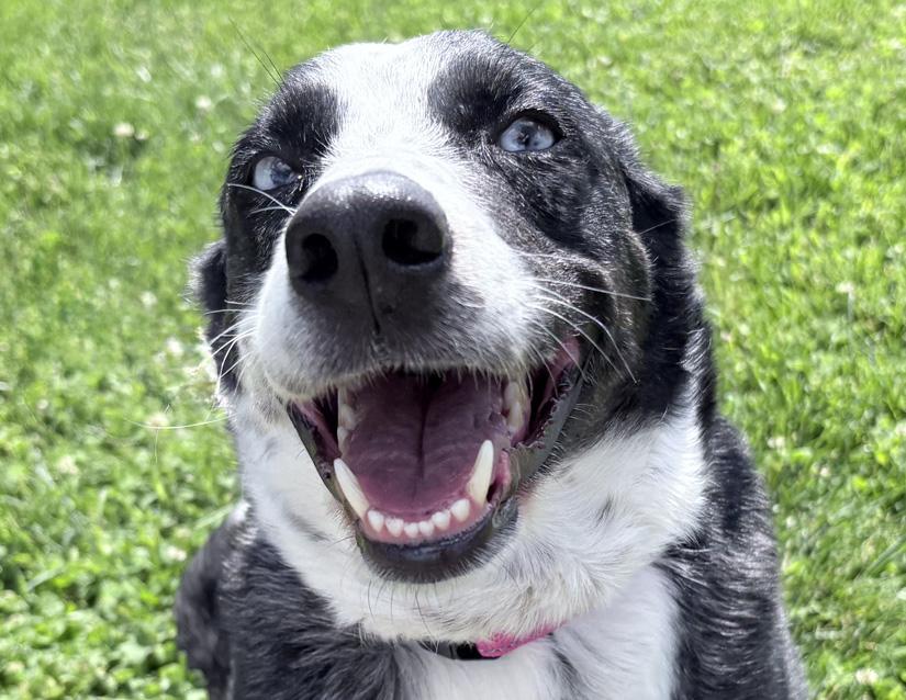 Padme, ADOPTABLE, Adult Female Australian Shepherd & Border Collie.