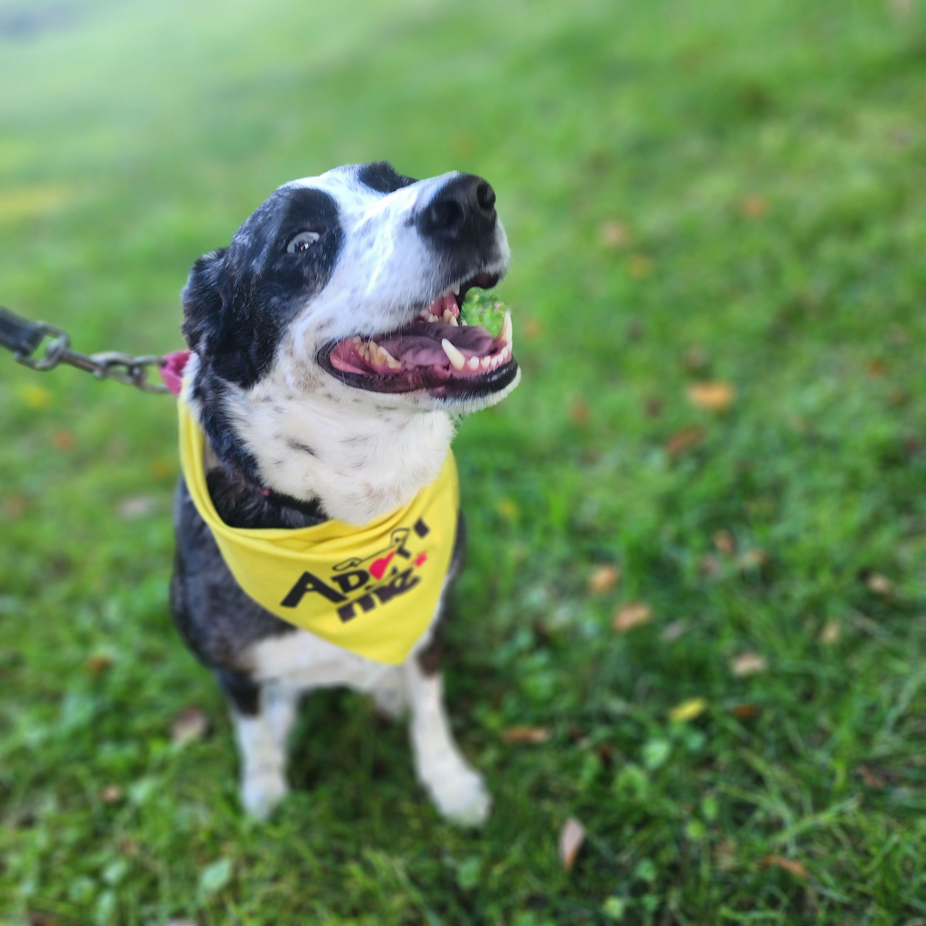 Enlarge Padme, a Adoptable mixed breed in Columbus, IN image 3/6
