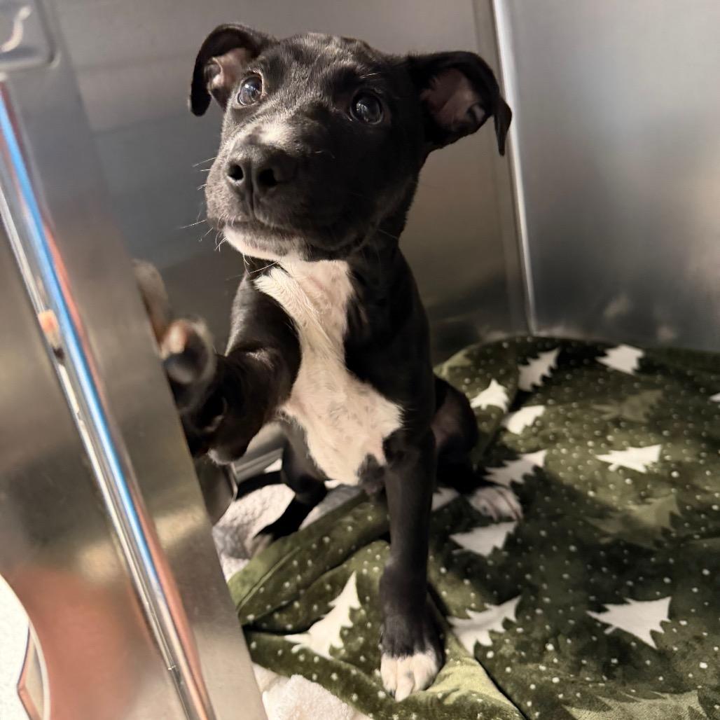 Enlarge Havoc, a Adoptable Mixed Breed in Martinsville, VA image 1/2