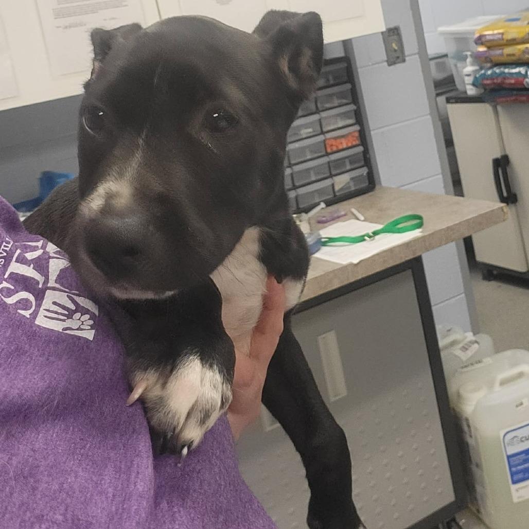 Enlarge Havoc, a Adoptable Mixed Breed in Martinsville, VA image 2/2