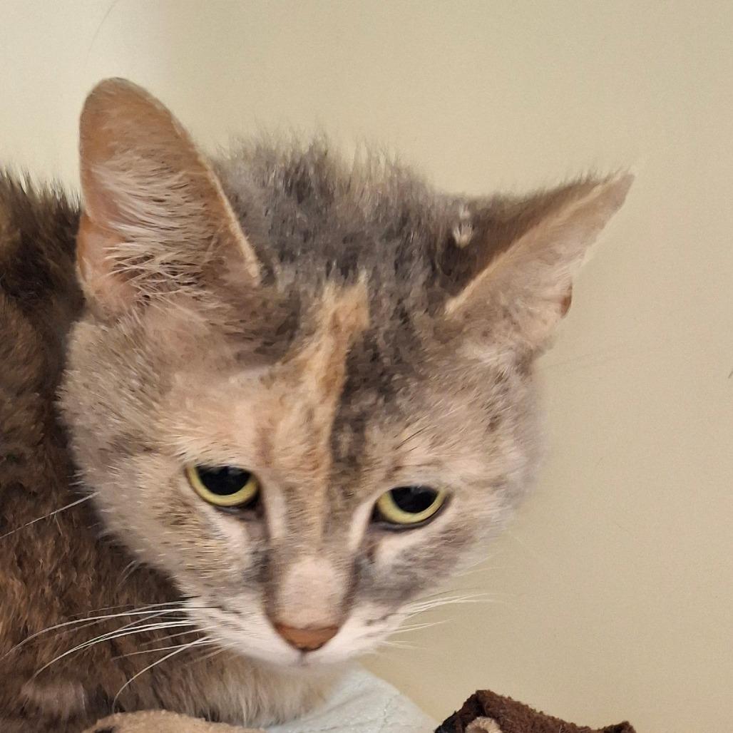 Angel, Adoptable, Adult Female Domestic Short Hair.