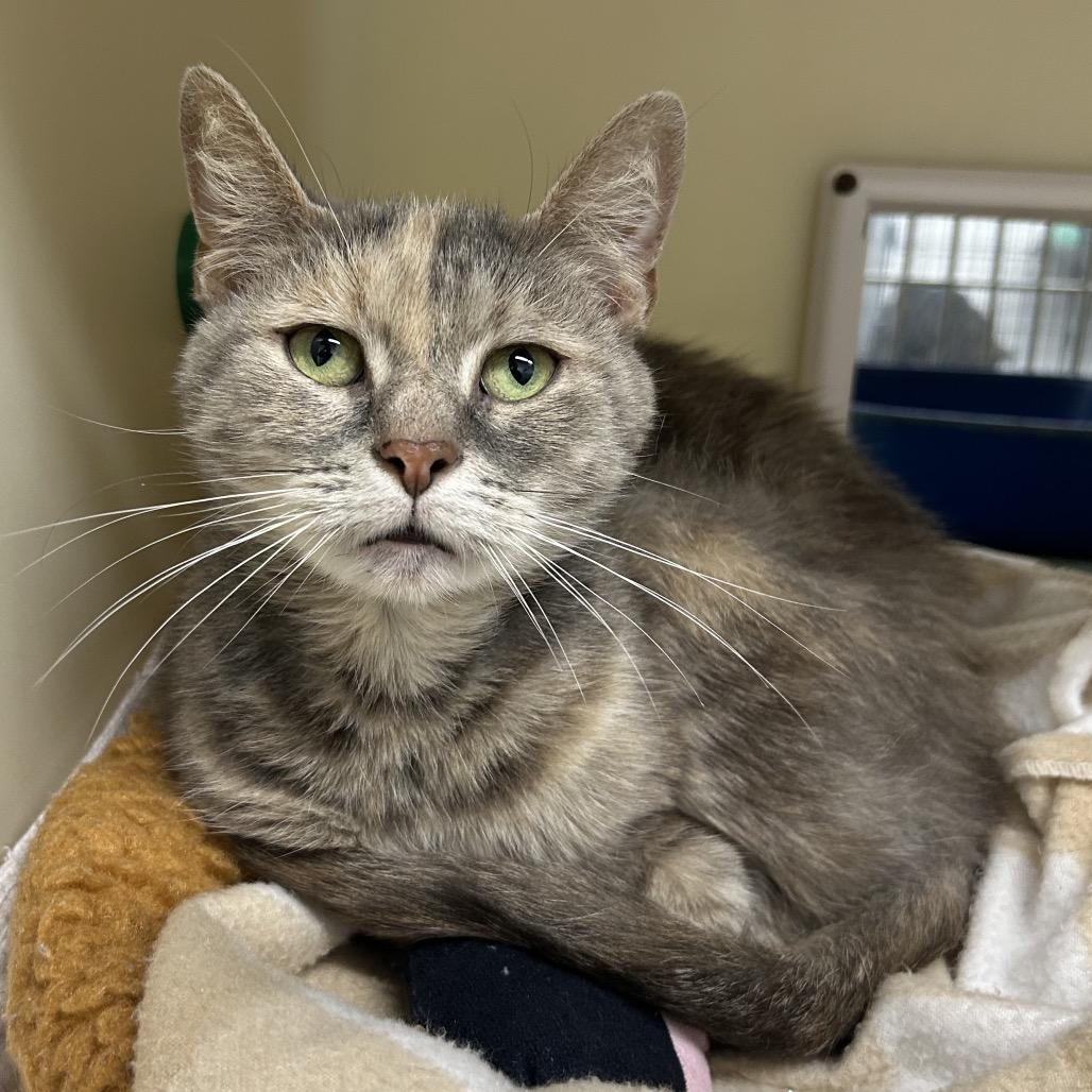 Angel, a Adoptable Domestic Short Hair in Zanesville, OH image 2/2