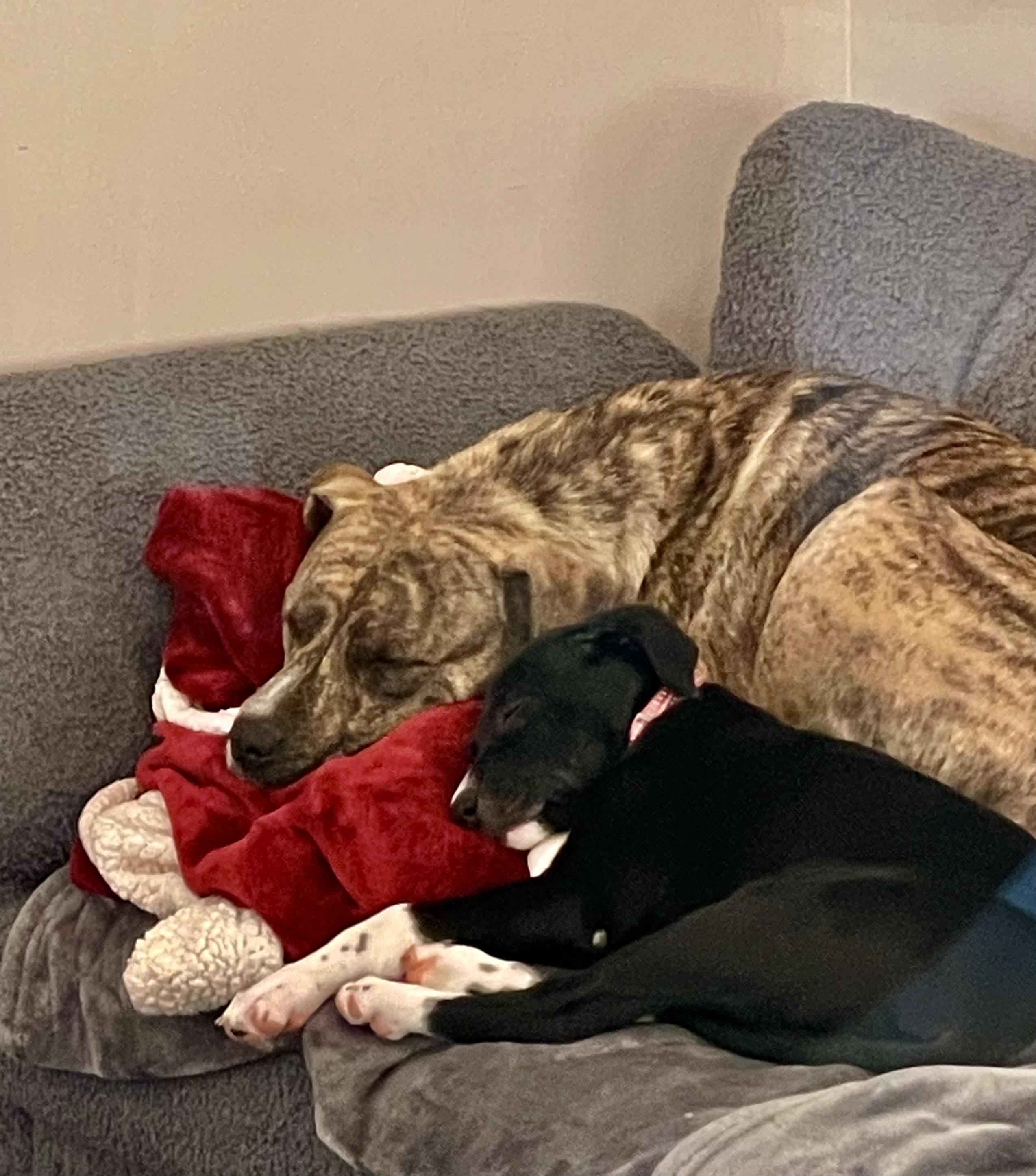 Enlarge Kitty, a Adoptable mixed breed in Union Grove, WI image 2/4