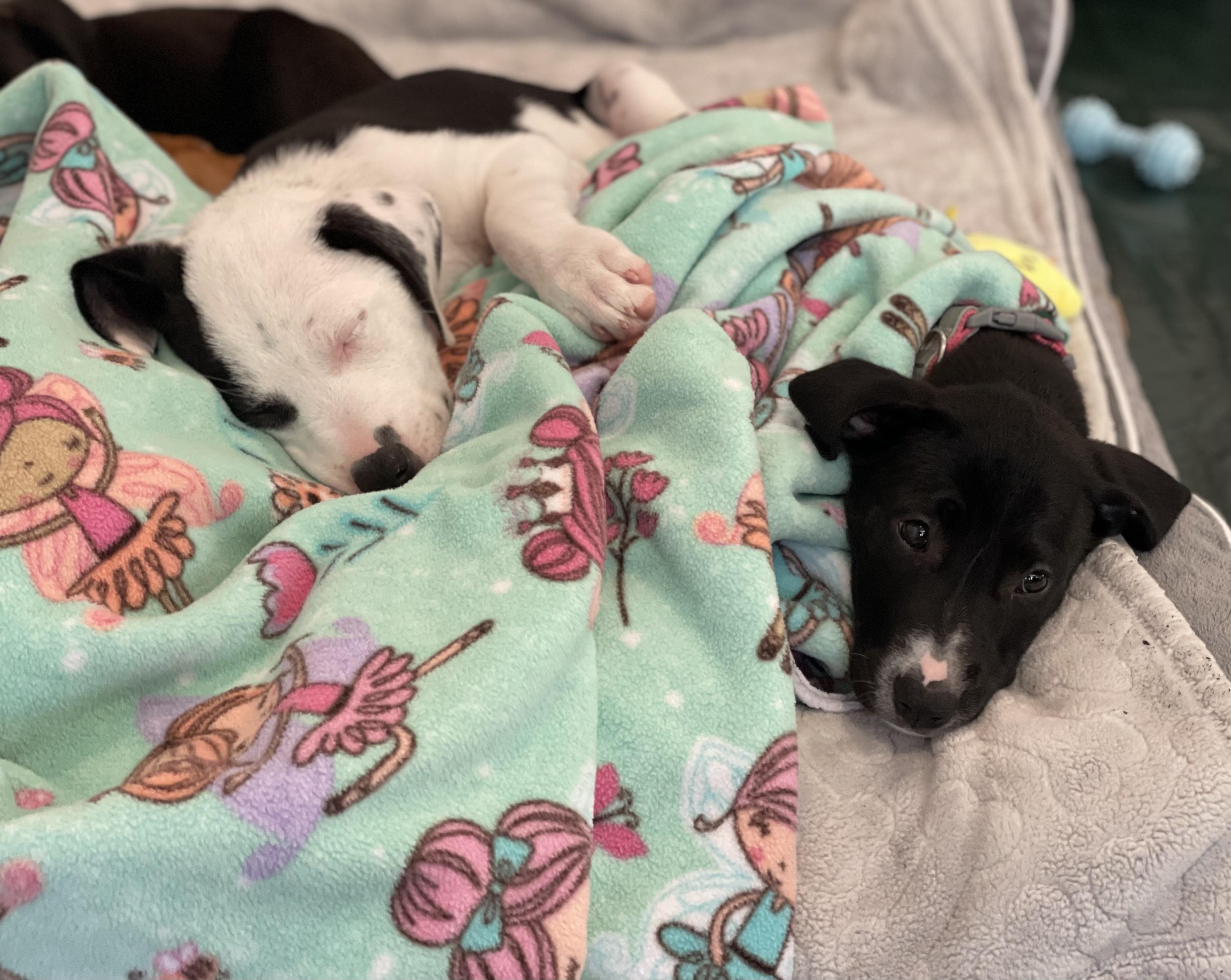 Enlarge Kitty, a Adoptable mixed breed in Union Grove, WI image 3/4