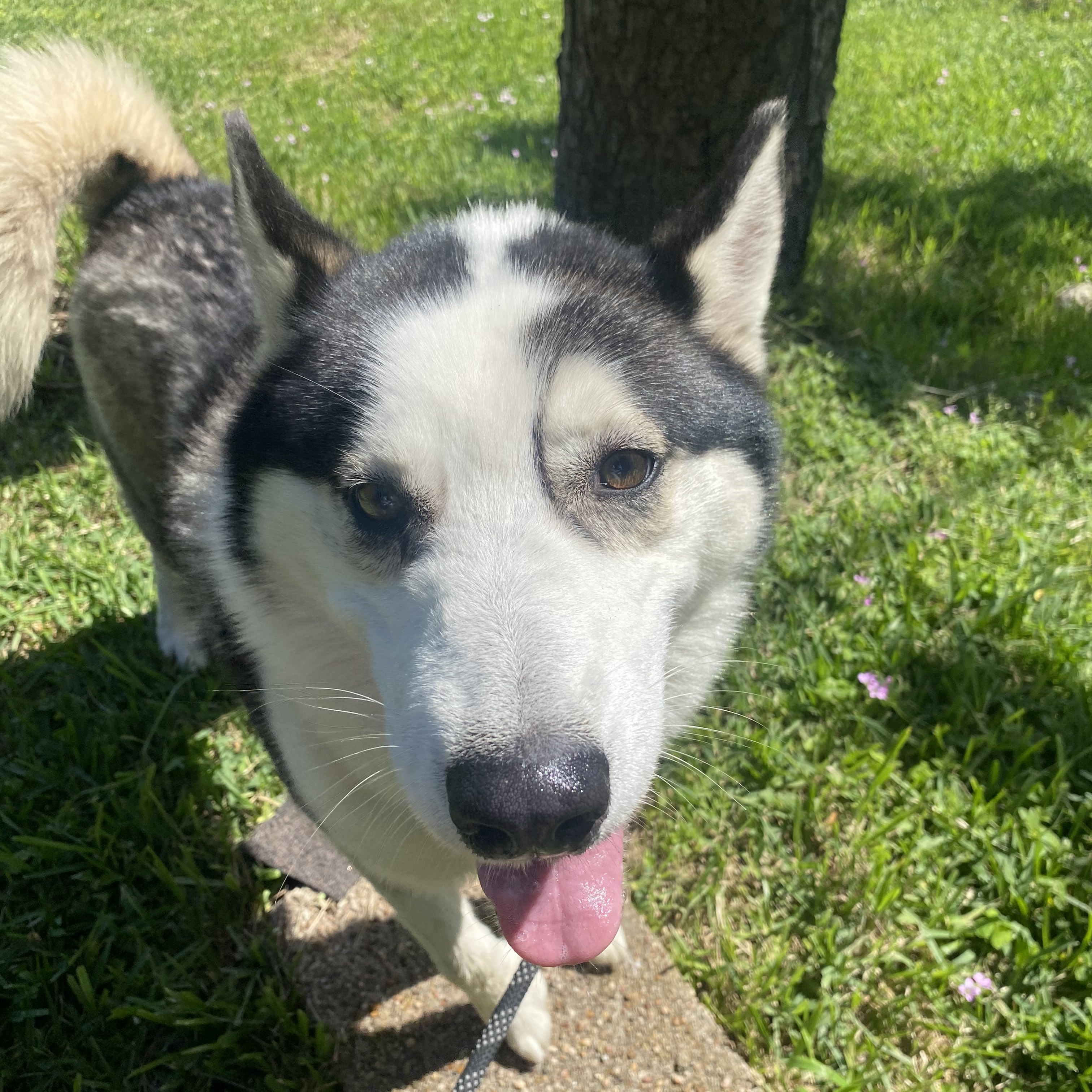 Dog for adoption Alpine, a Siberian Husky in Springfield, VT Petfinder