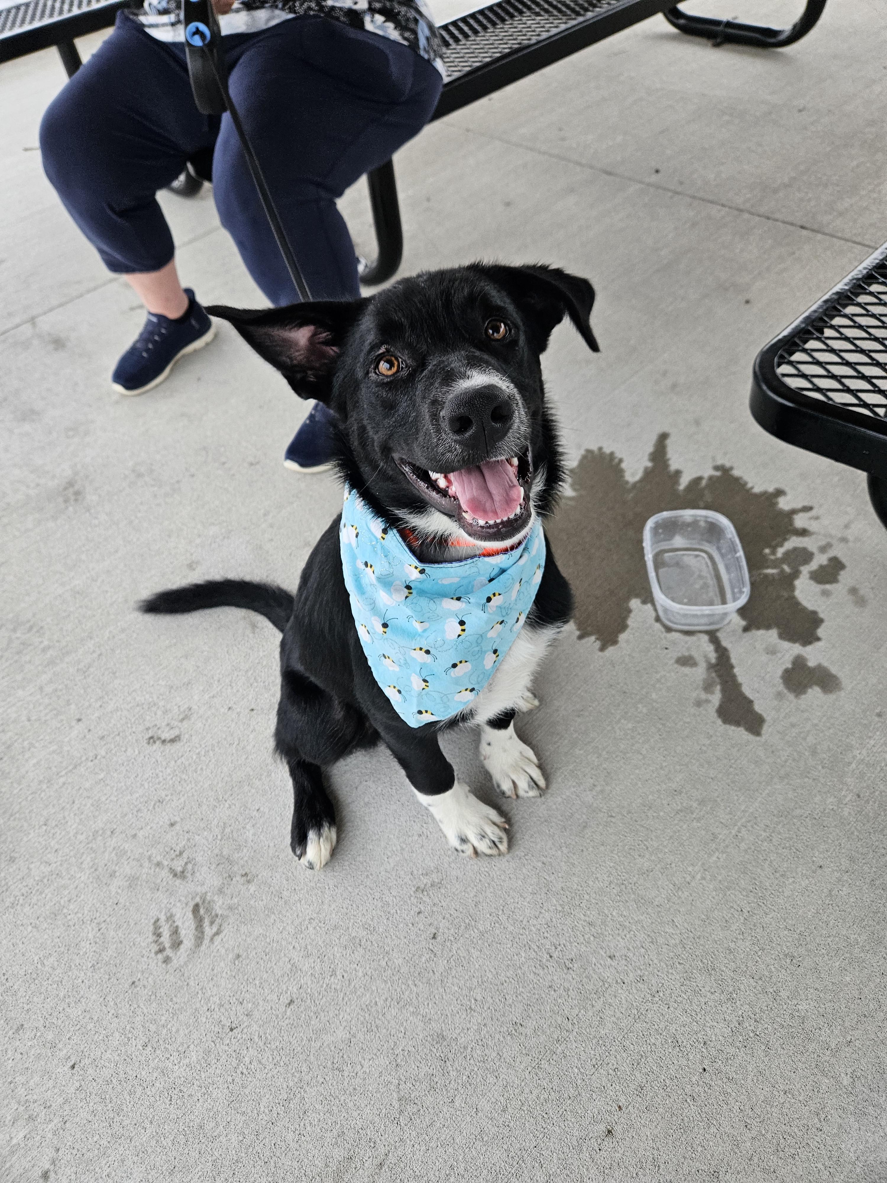 Enlarge Cooper, a Adopted mixed breed in Leavenworth, KS image 1/3