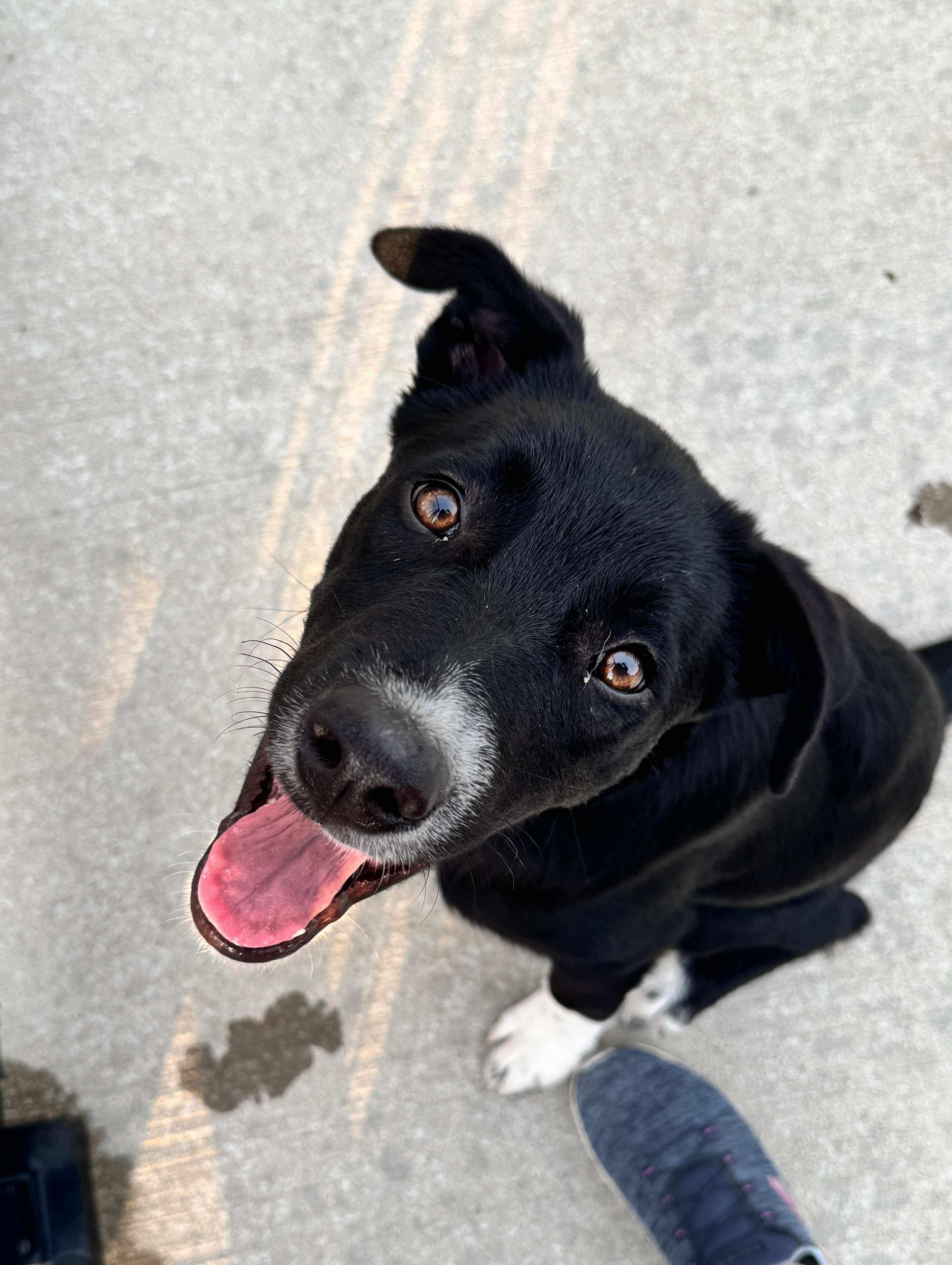 Cooper, Young Male Black Labrador Retriever
