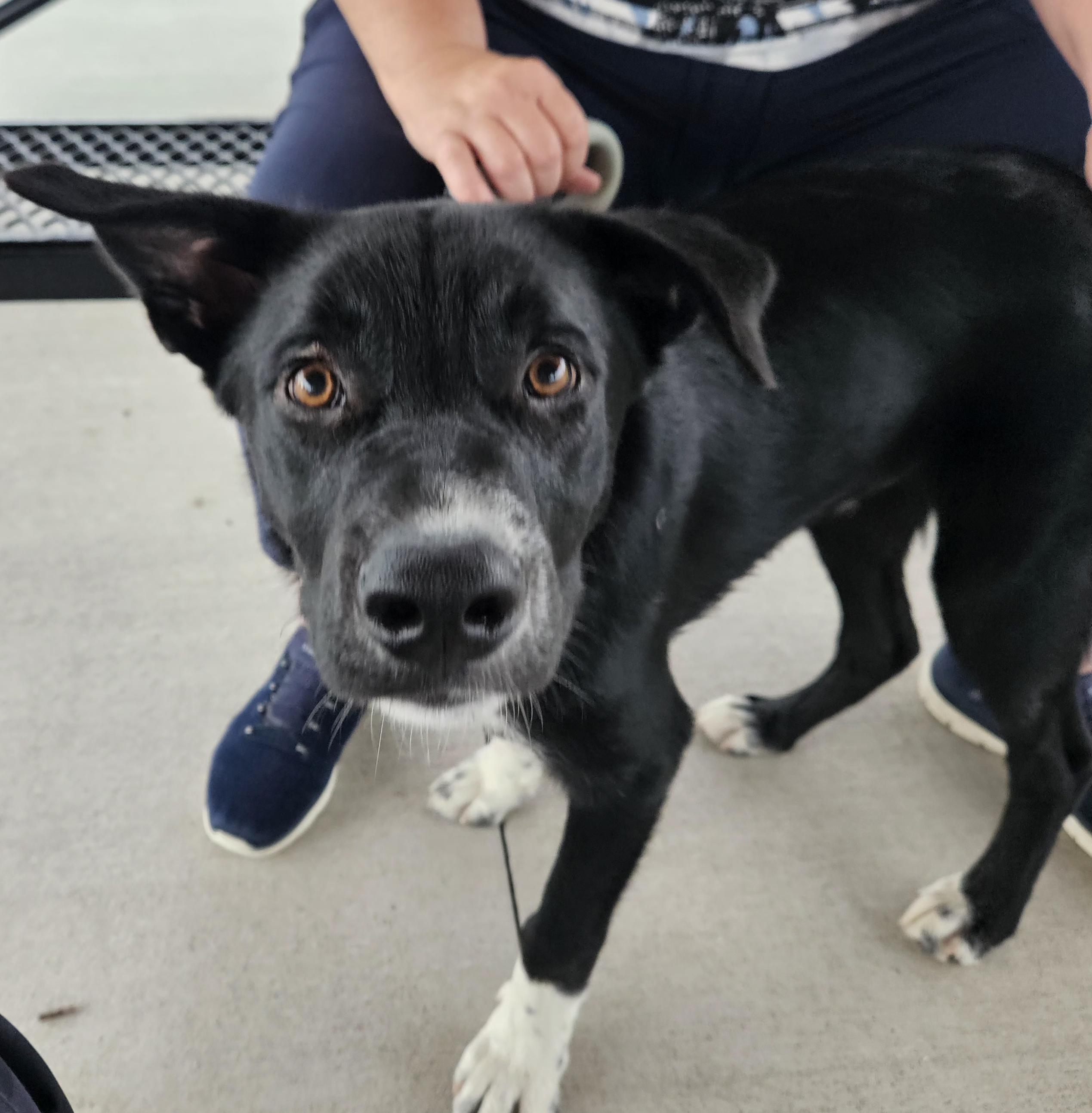 Enlarge Cooper, a Adopted mixed breed in Leavenworth, KS image 3/3
