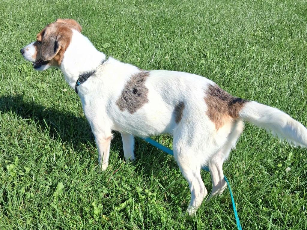 Ivy, Adoptable, Young Female Beagle & Australian Shepherd.