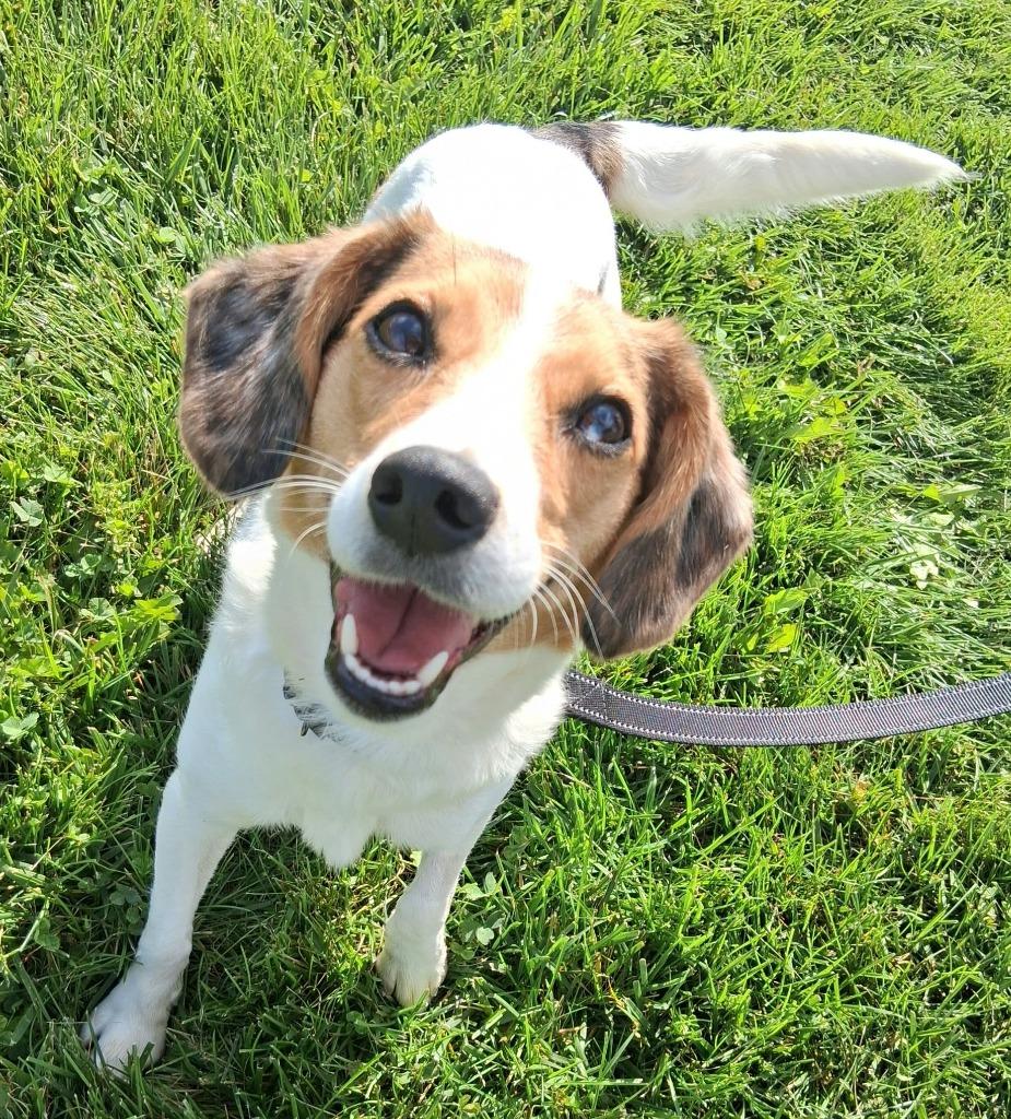 Enlarge Ivy, a Adoptable mixed breed in Fremont, OH image 2/5