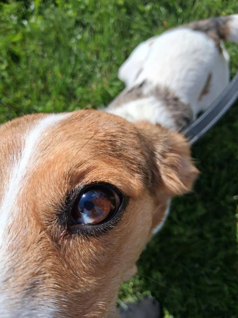 Enlarge Ivy, a Adoptable mixed breed in Fremont, OH image 3/5