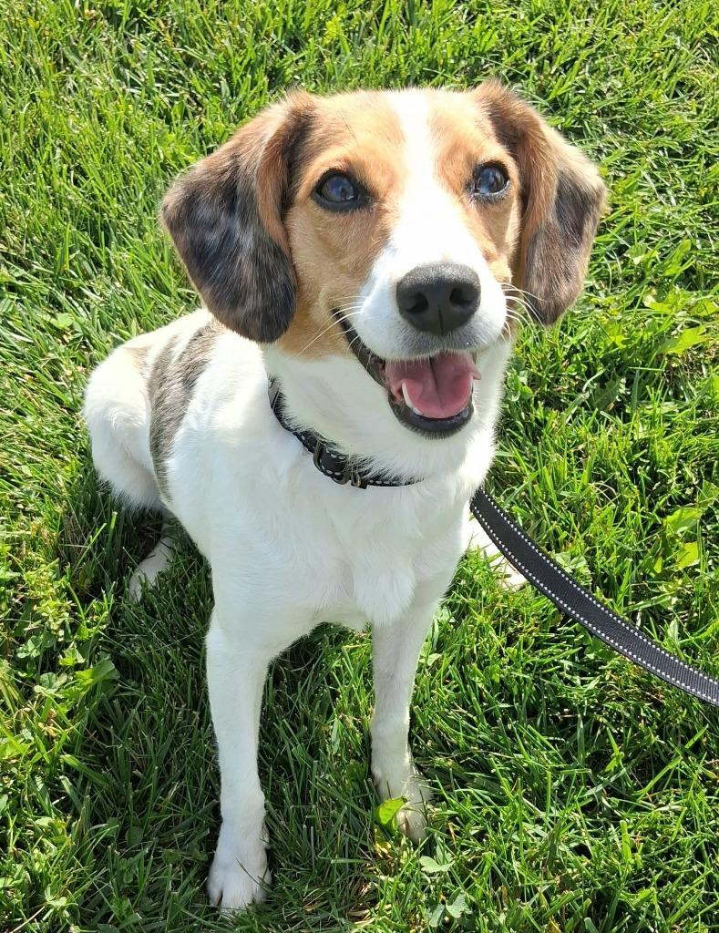 Enlarge Ivy, a Adoptable mixed breed in Fremont, OH image 4/5