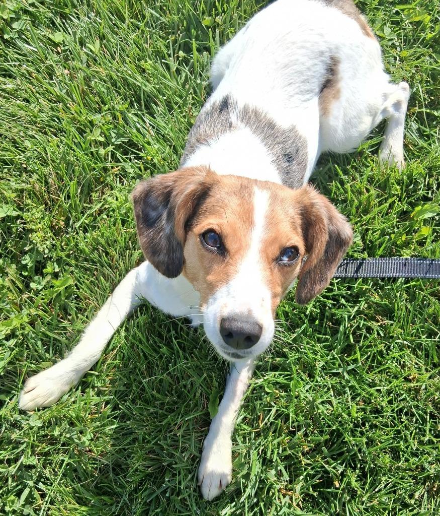 Enlarge Ivy, a Adoptable mixed breed in Fremont, OH image 5/5