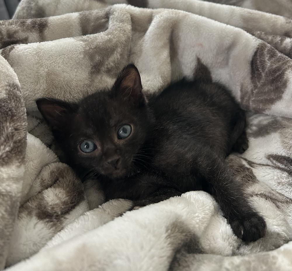 Jack (25), Adoptable, Kitten Male Domestic Short Hair.