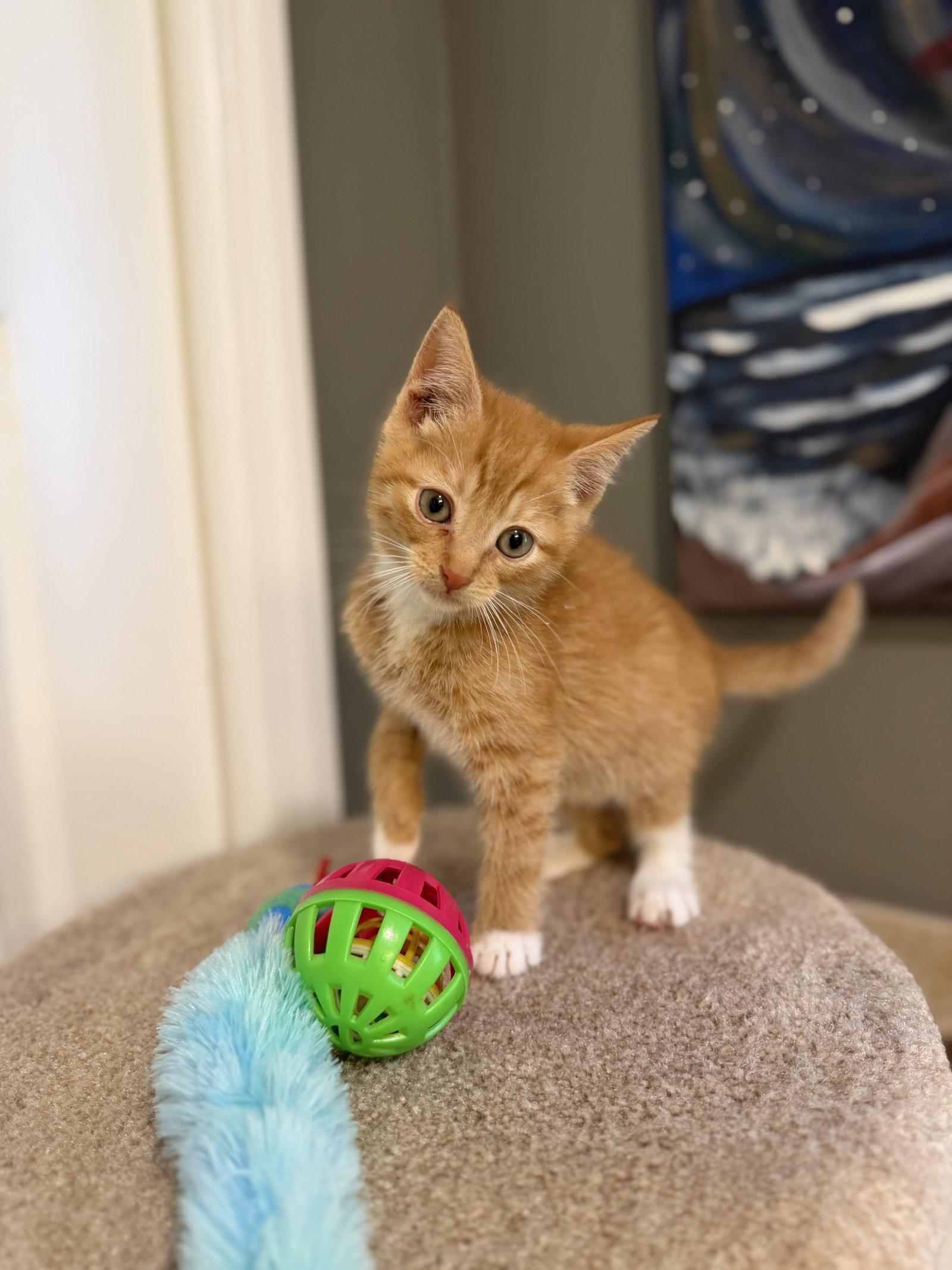 Enlarge Randy, a Adopted mixed breed in Ringwood, NJ image 1/3