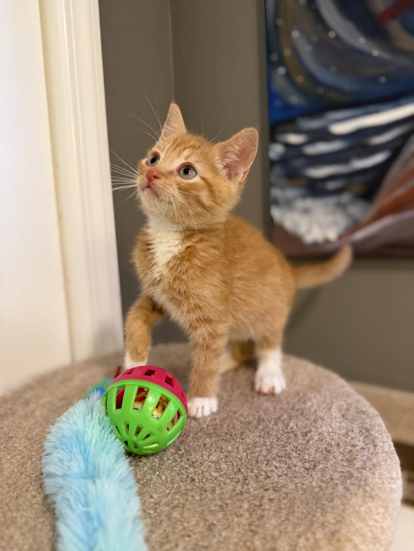 Enlarge Randy, a Adopted mixed breed in Ringwood, NJ image 2/3