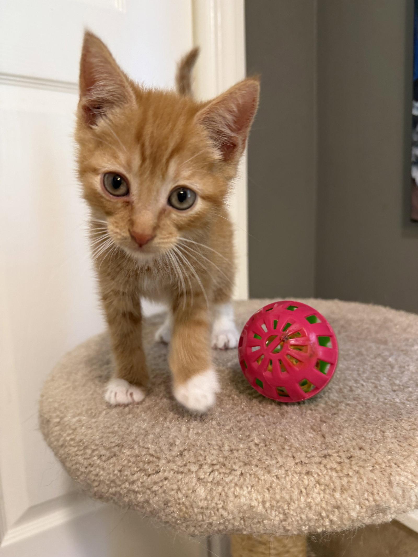 Enlarge Randy, a Adopted mixed breed in Ringwood, NJ image 3/3