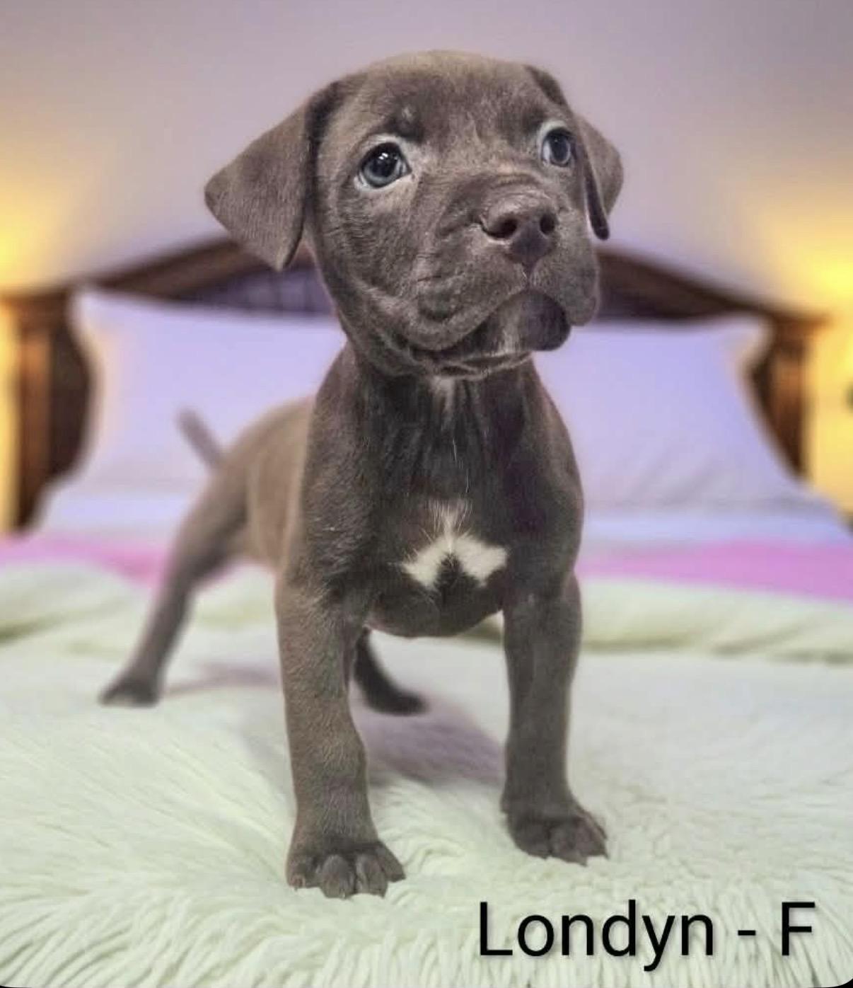 Enlarge Londyn, an adopted Pit Bull Terrier in Hamilton , NJ image 1/1