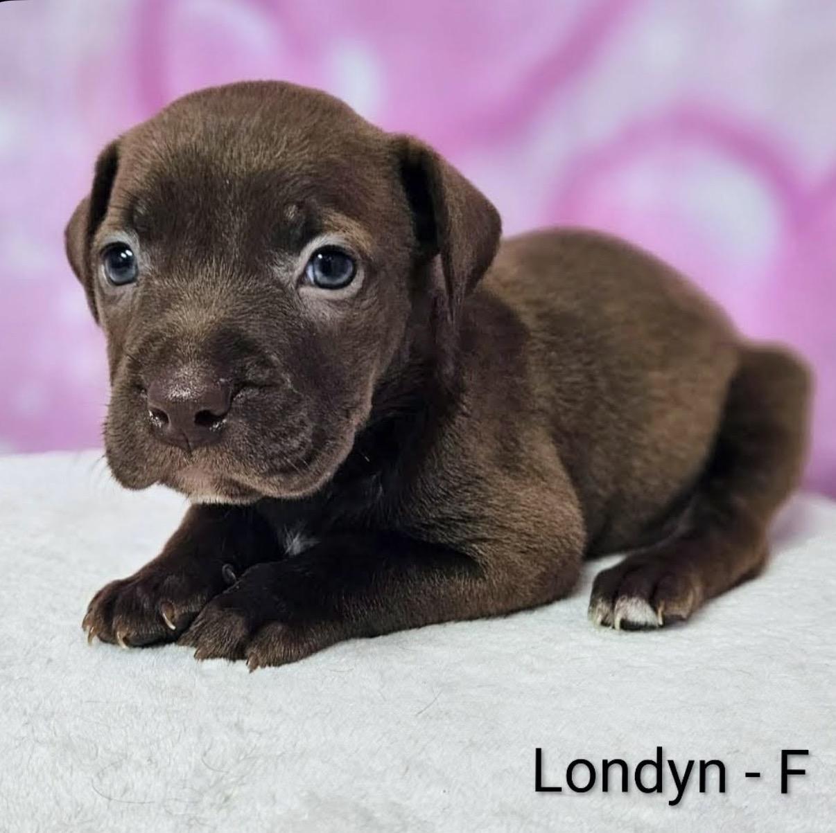 Londyn, Adoptable, Puppy Female Pit Bull Terrier.