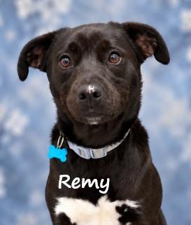 Remy, Adoptable, Young Male Black Labrador Retriever.